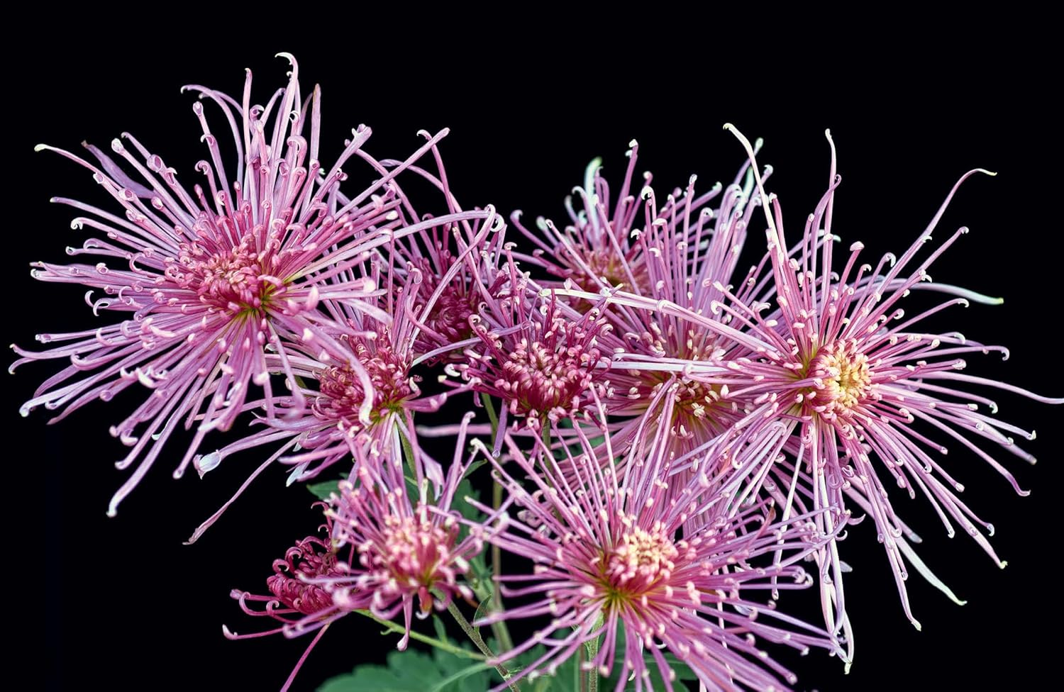 A celebration of the colorful, versatile chrysanthemum―a popular choice for corsages, bridal bouquets, centerpieces, and houseplant gifts. The underestimated chrysanthemum is the epitome of both flamboyance and style with its many varieties and shapes. Naomi Slade chronicles it beautifully in Chrysanthemums. This book is the perfect handbook for anyone wanting to propagate, grow, or cut the perfect chrysanthemum. 256 pages Hardcover