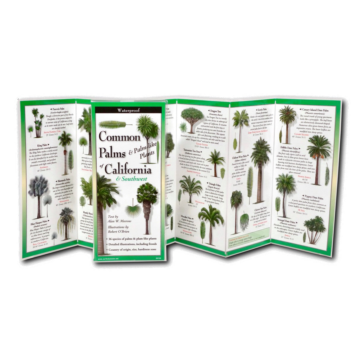Learn to seek out and identify the most common palms in California with this handy, waterproof, fold-out field guide. Includes 36 species of palm trees and Palm-like plants, both common and exotic, found throughout the region. Waterproof, laminated field guide Dimensions when folded: 9" x 4" x 0.1". When open: 9" x 24"