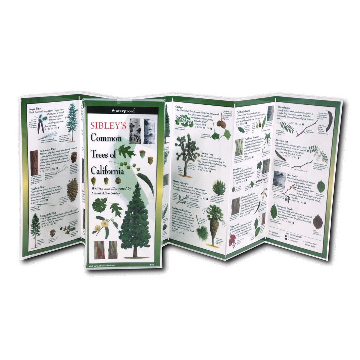 Learn to seek out and identify the most common trees in California with this handy, waterproof, fold-out field guide.  Includes 47 of the most common, indigenous and cultivated species of trees in California and includes descriptions as well as illustrations of bark, leaves, blossoms, fruits and berries. 