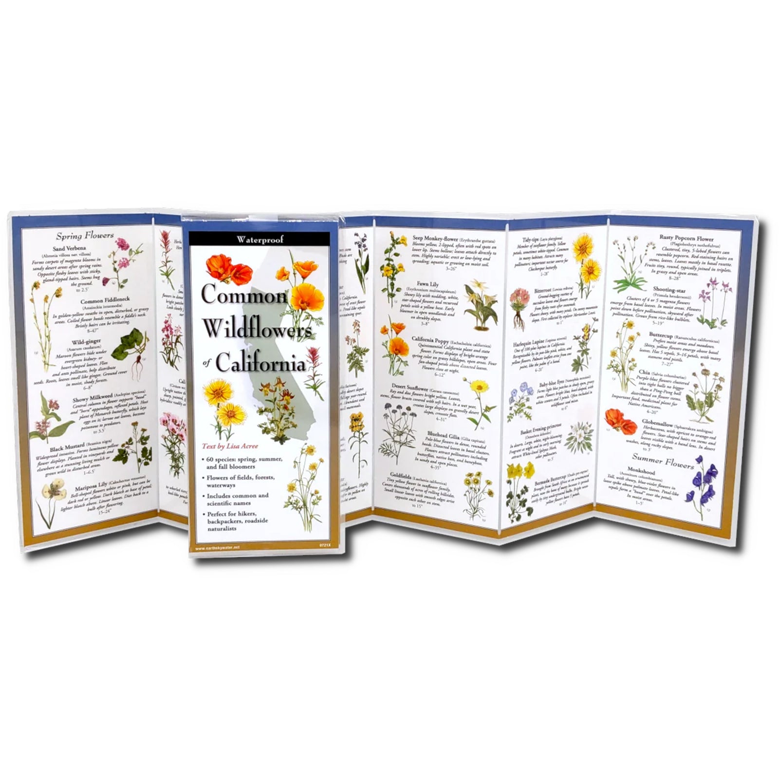 Field guide cover of 'Common Wildflowers of California' with illustrations of flowers on a white background.