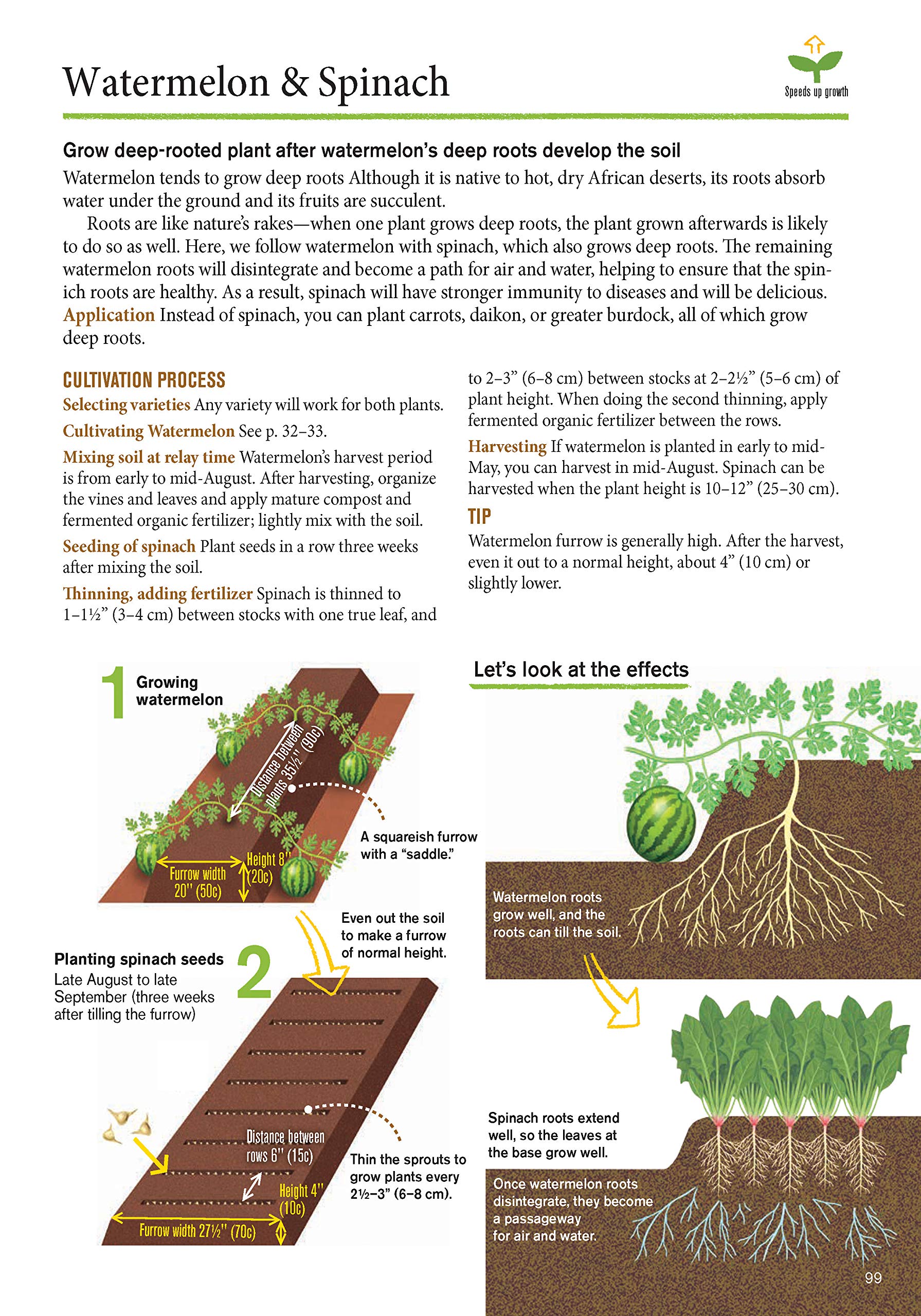 companion plant seeds JAPANESE STYLE COMPANION PLANTING: ORGANIC GARDENING TECHNIQUES FOR OP