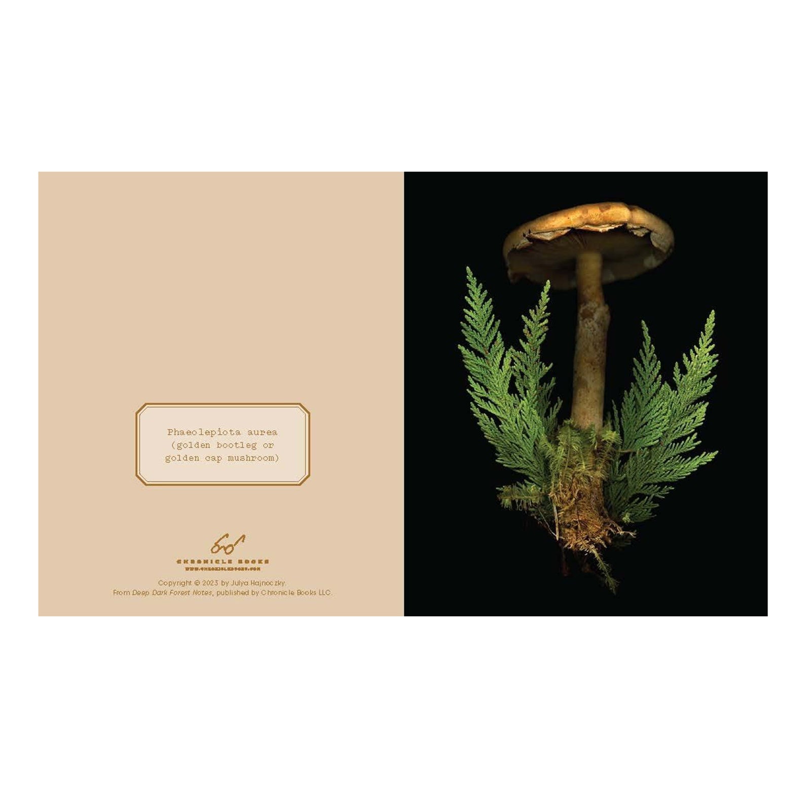 Boxed notecard set with mushrooms on a dark background and text 'Deep Dark Forest'.