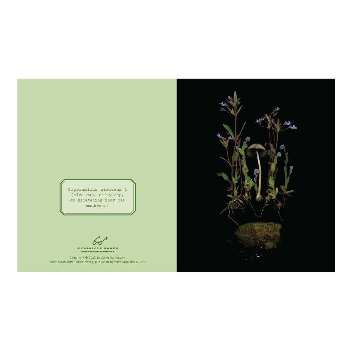 DEEP DARK FOREST NOTECARD SET