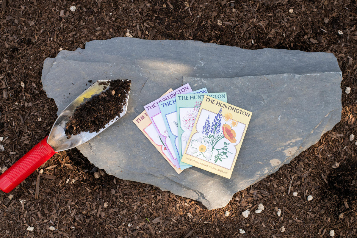 THE HUNTINGTON NARROW LEAF MILKWEED SEED PACKET