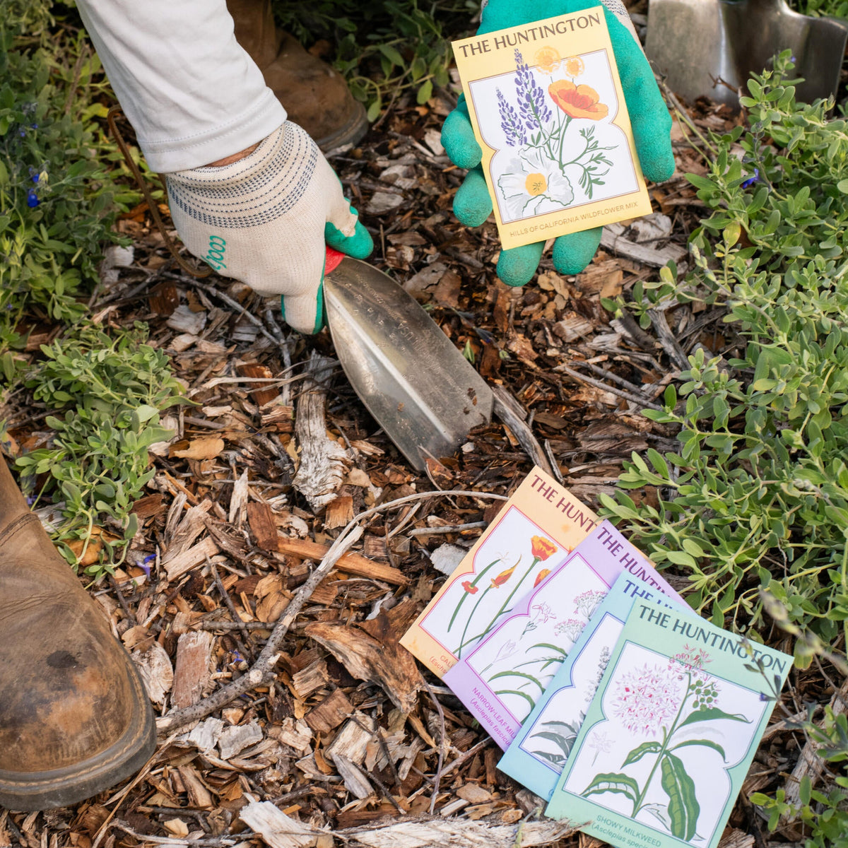THE HUNTINGTON SHOWY MILKWEED SEED PACKET