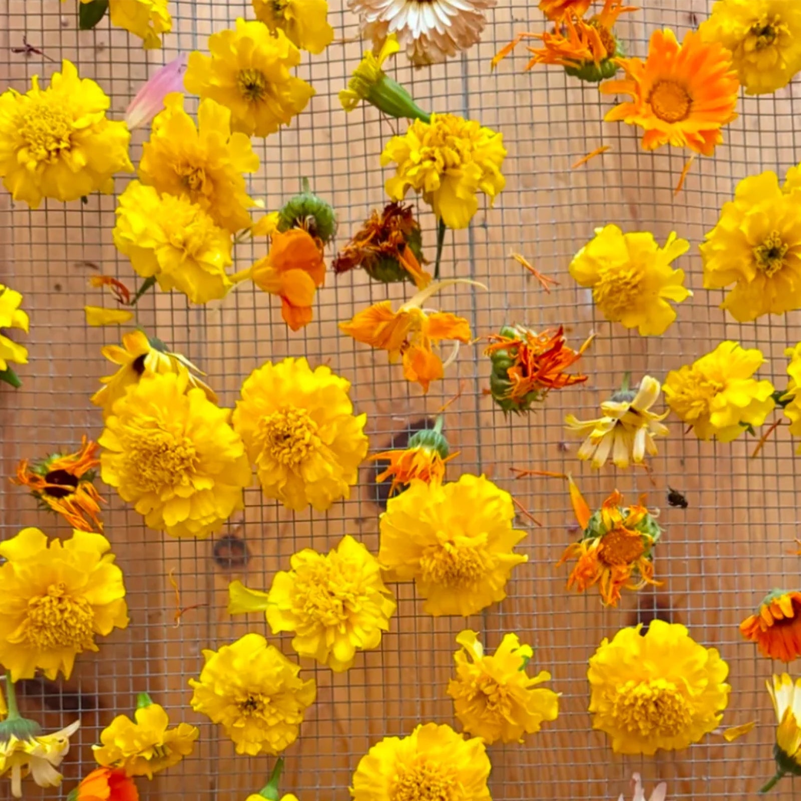 Cylindrical container with floral design and dried flowers on a white background