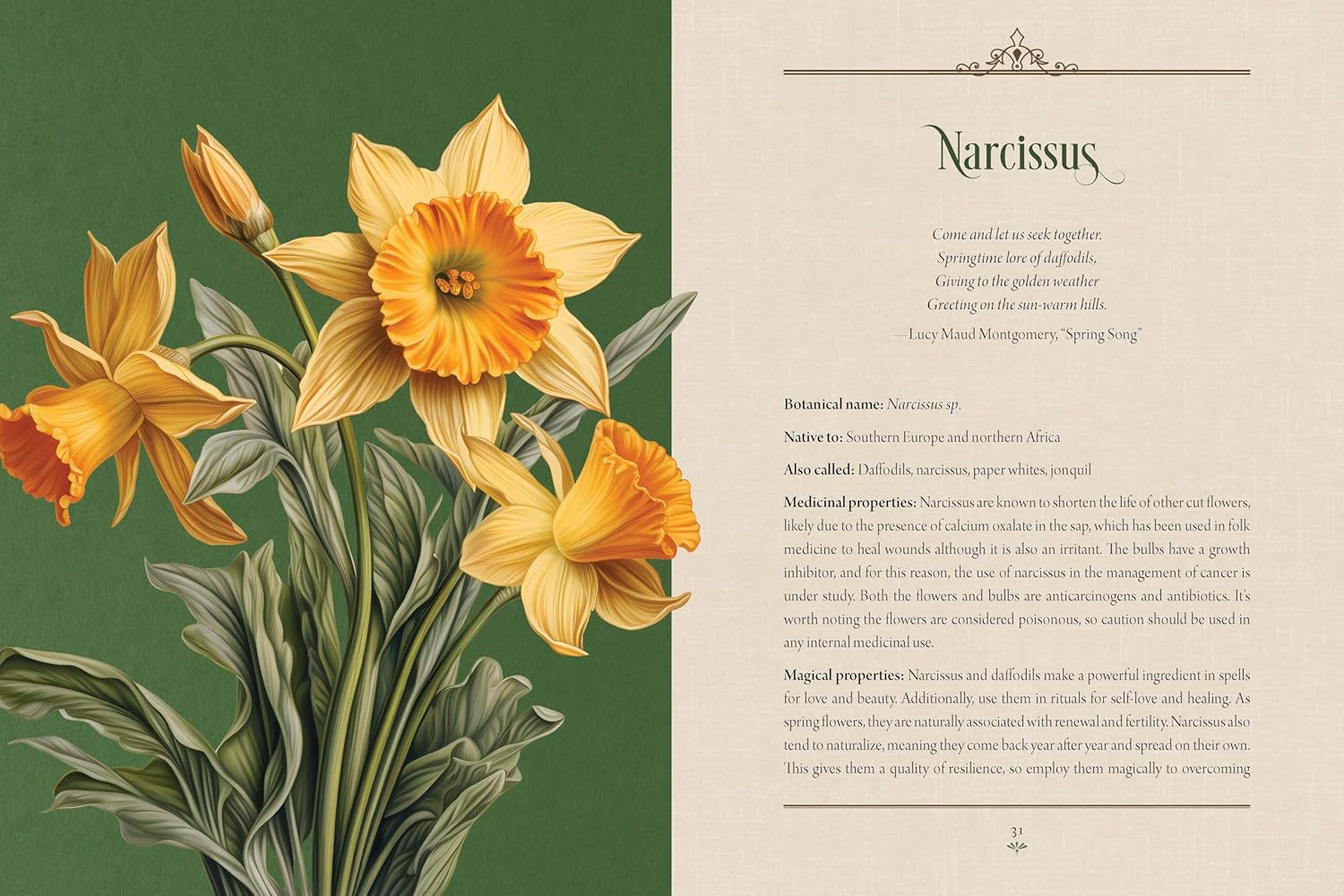 Book cover of 'Enchanted Plants' with colorful plants and flowers on a green background