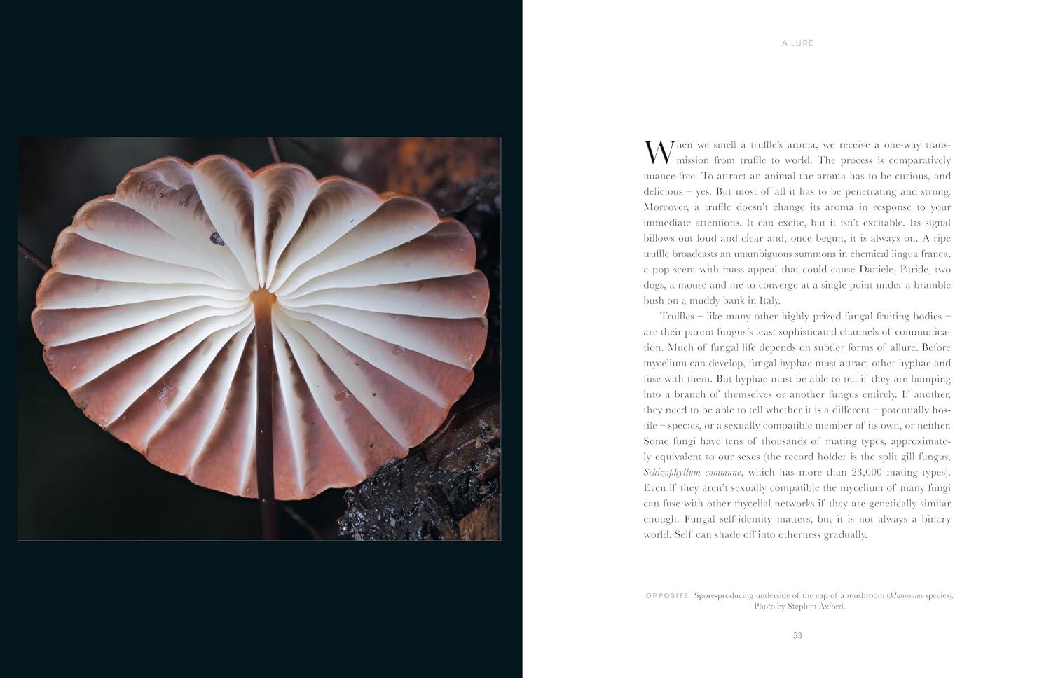 Book cover of 'Entangled Life' by Merlin Sheldrake with fungal illustration on a black background