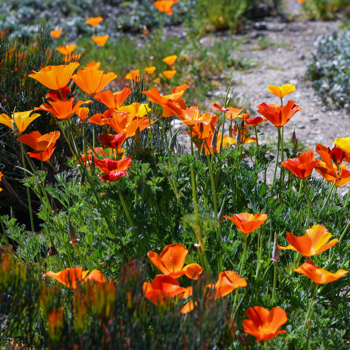 THE HUNTINGTON CALIFORNIA POPPY SEED PACKET
