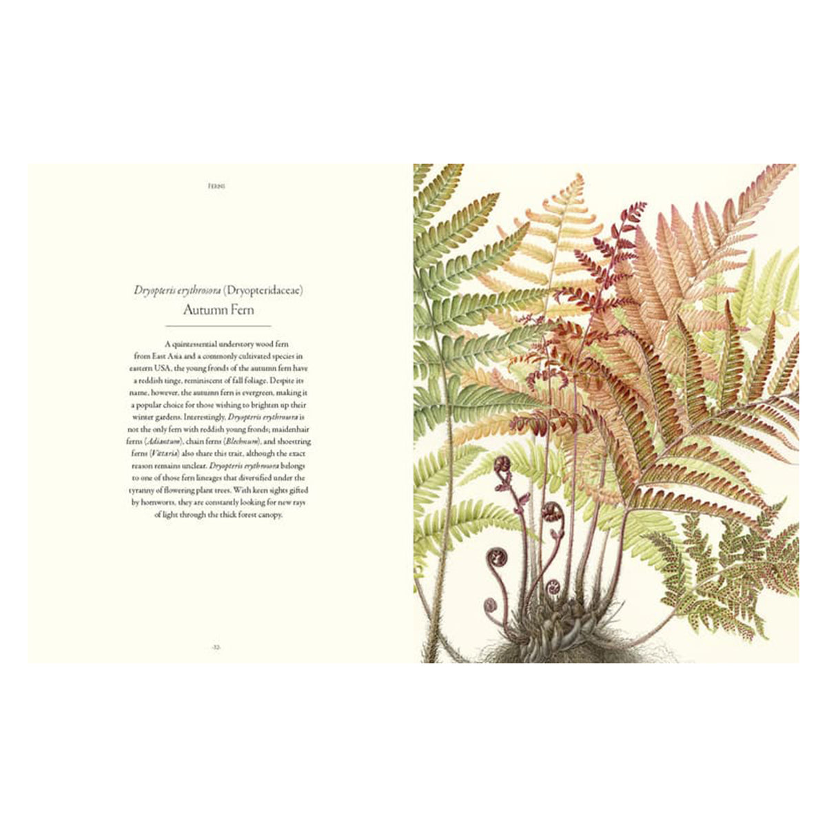 FERNS: LESSONS IN SURVIVAL FROM EARTH'S MOST ADAPTABLE PLANTS