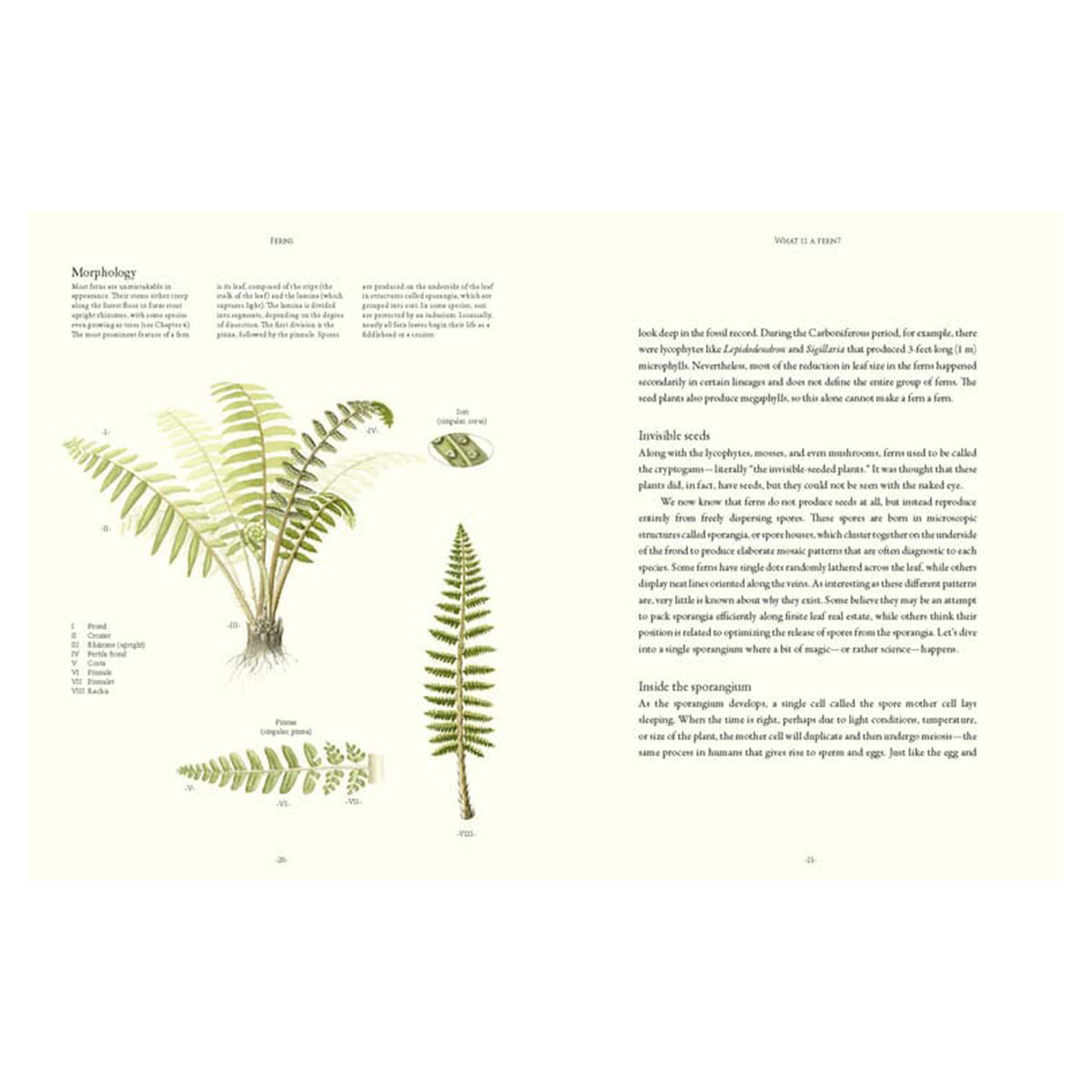 FERNS: LESSONS IN SURVIVAL FROM EARTH'S MOST ADAPTABLE PLANTS