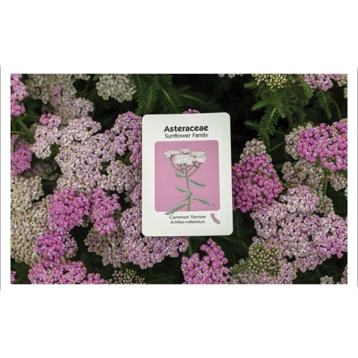 GO NATIVE: A GO FISH CARD GAME WITH CALIFORNIA PLANTS