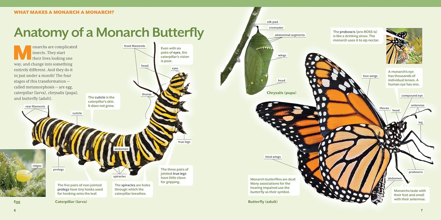 Observing a Monarch butterfly as it transforms itself from caterpillar to chrysalis to butterfly is among the most thrilling experiences that nature offers. Raising Monarch butterflies is made easy with the help of this detailed guide. 48 pages Softcover Reading age: 5+.