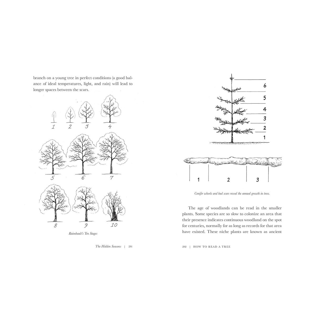 HOW TO READ A TREE