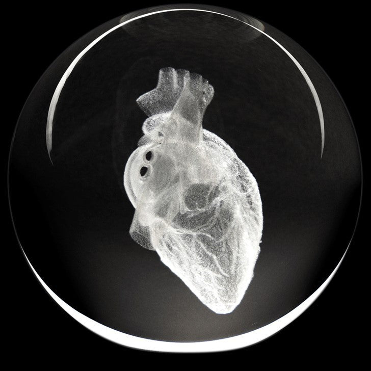 HUMAN HEART PAPERWEIGHT WITH LIGHT-UP BASE