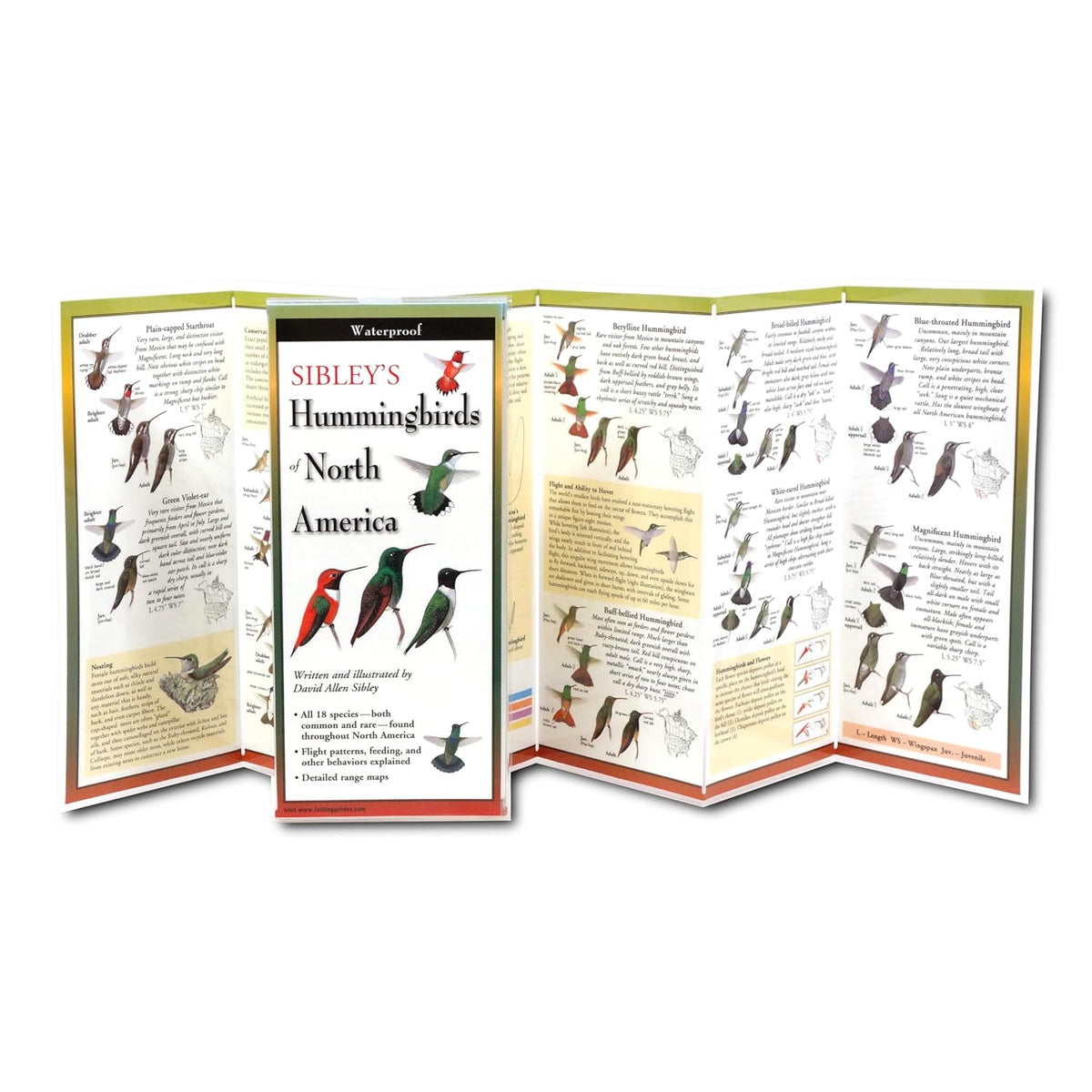 HUMMINGBIRDS OF NORTH AMERICA FIELD GUIDE