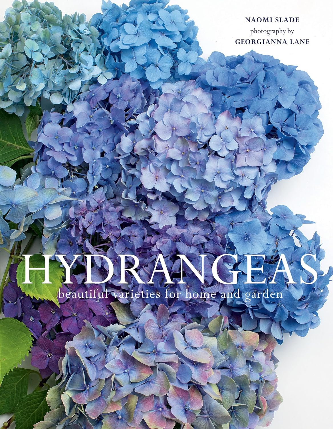 Hydrangeas have captivated gardeners and cultivators alike with their old-fashioned charm and tantalizing colors. Readers of this hardcover book will discover the wide array that hydrangeas have to offer, and why these bountiful blossoms are becoming increasingly popular as houseplants and gifts. 