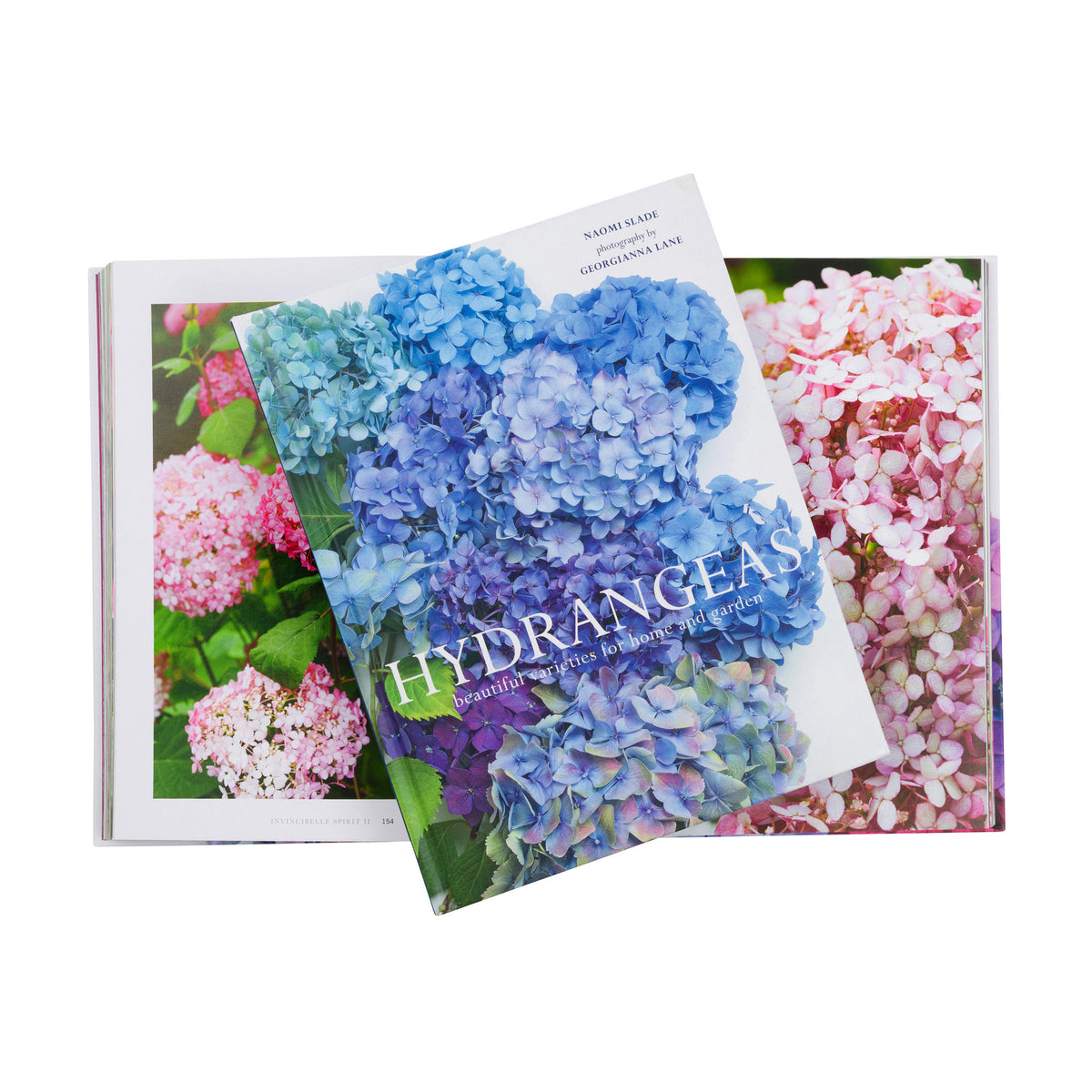 HYDRANGEAS