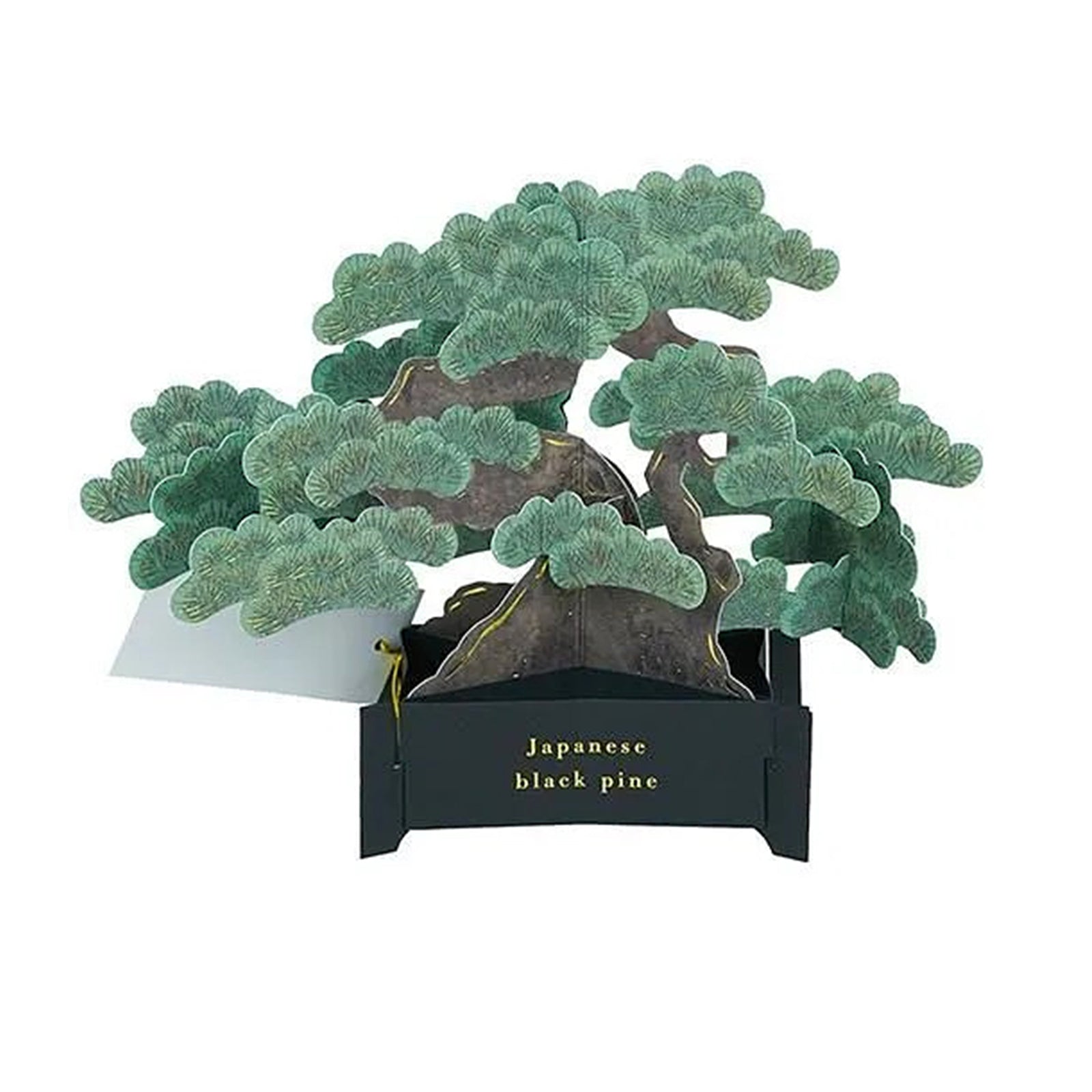Pop up greeting card of a Japanese black pine bonsai tree on a white background