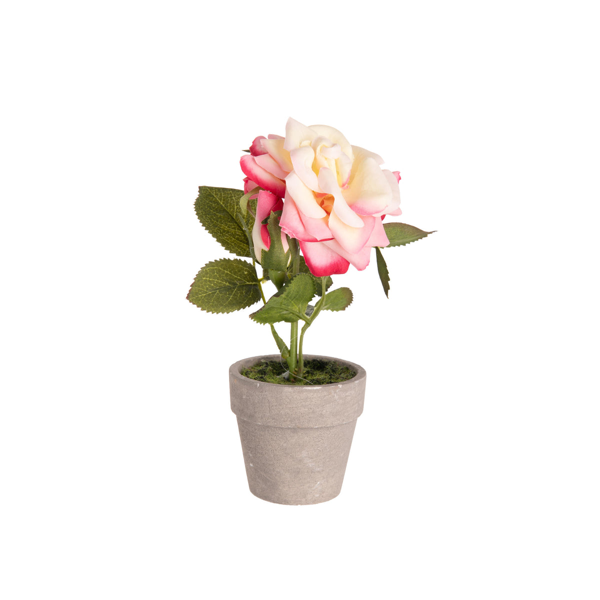 Potted artificial rose plant with pink and white flowers on a white background