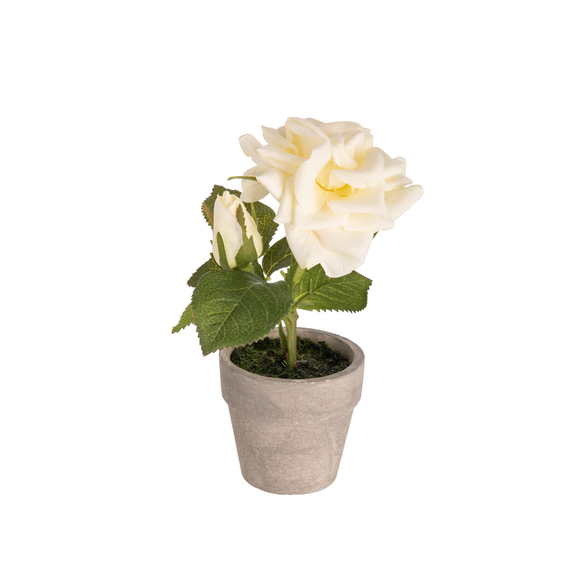 Potted rose plant with white flowers on a white background