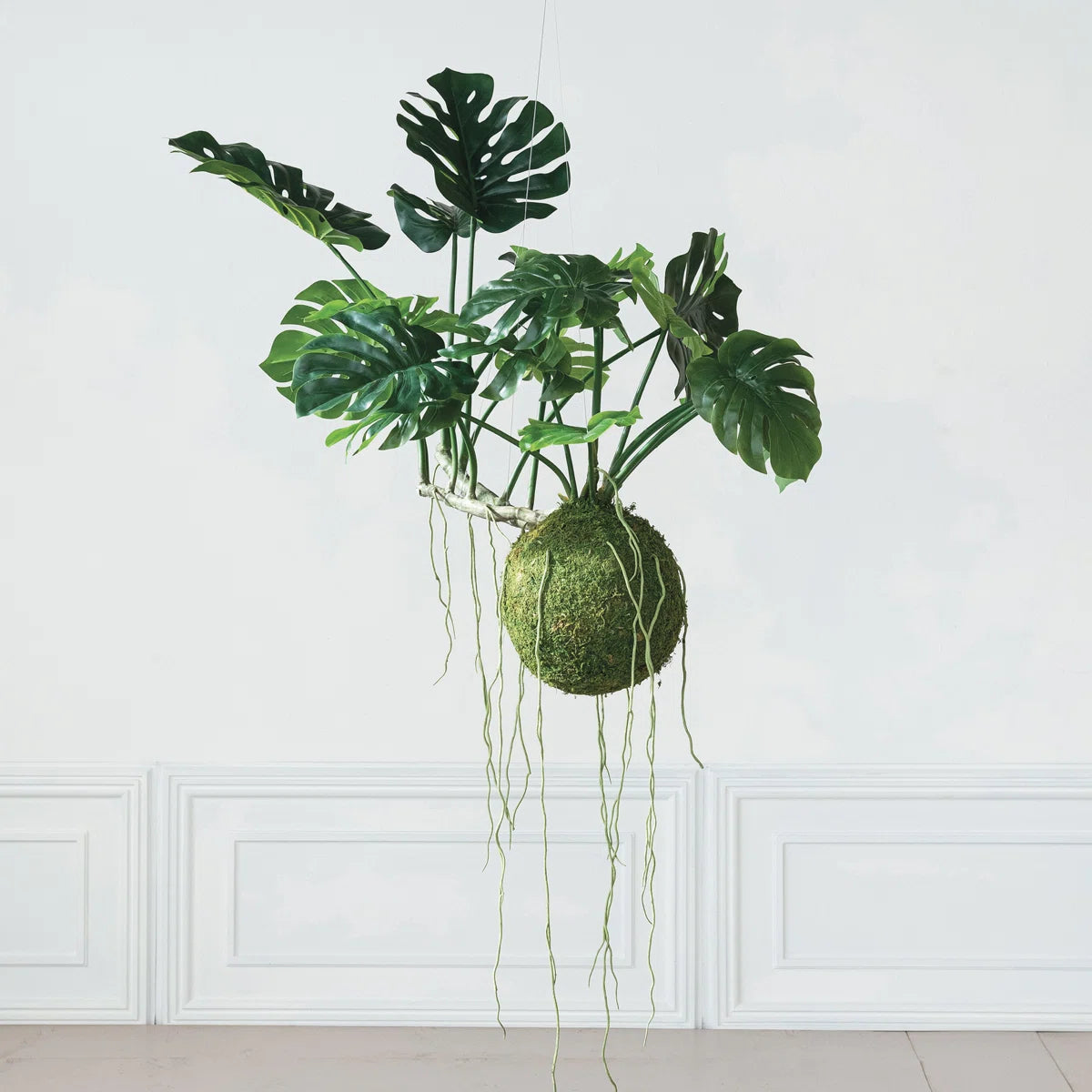Hanging kokedama with green leaves on a white background