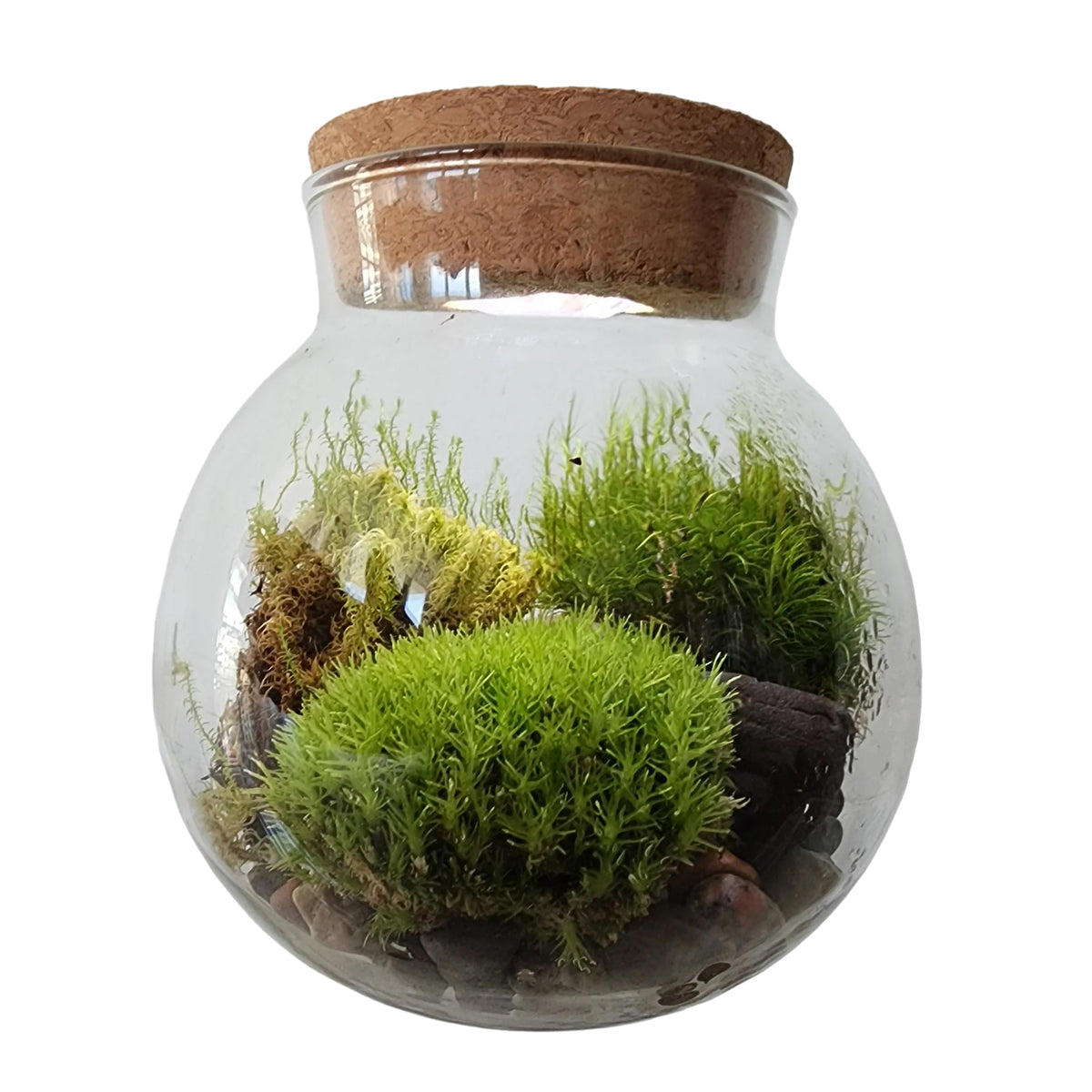 MOSSBOWL TERRARIUM