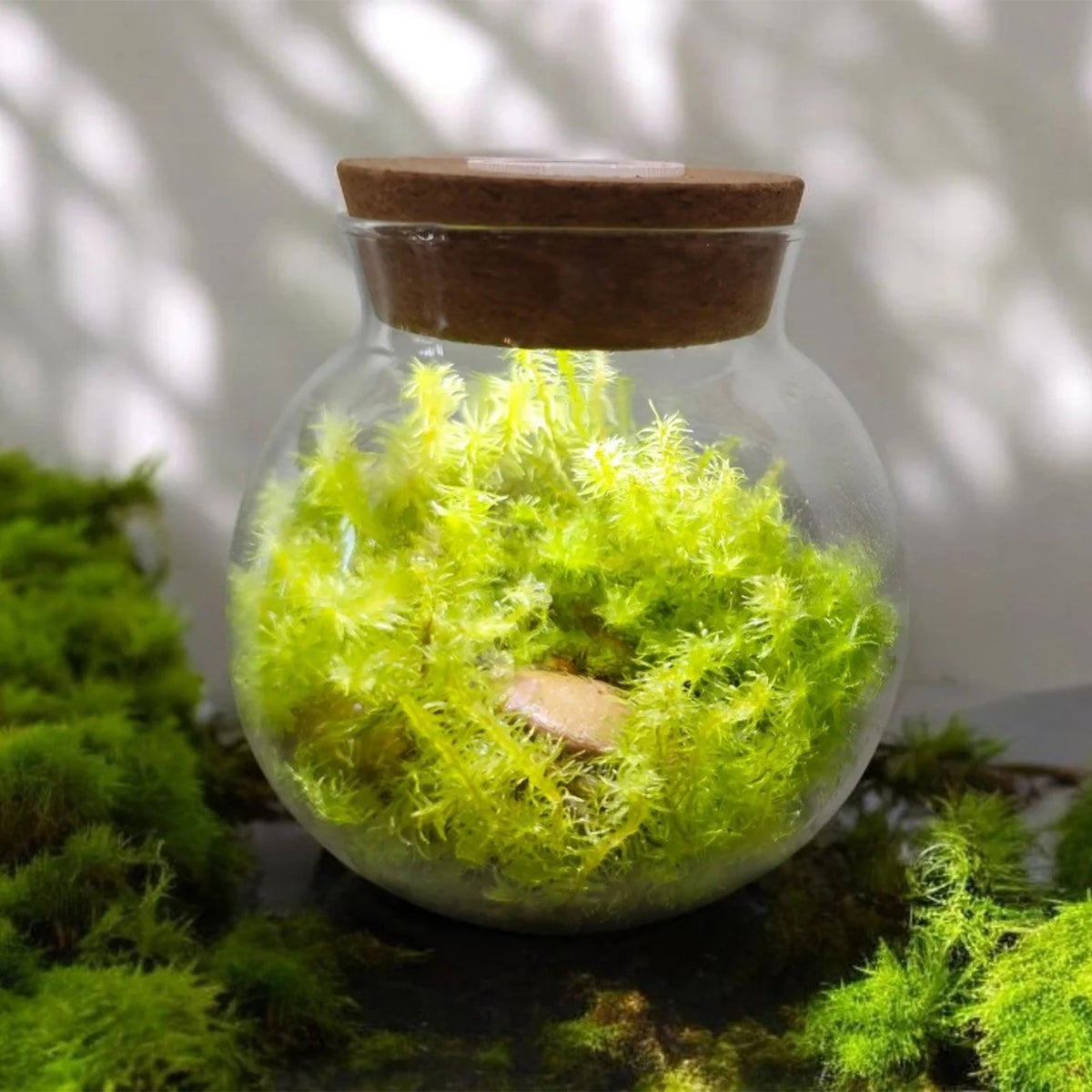 MOSSBOWL TERRARIUM