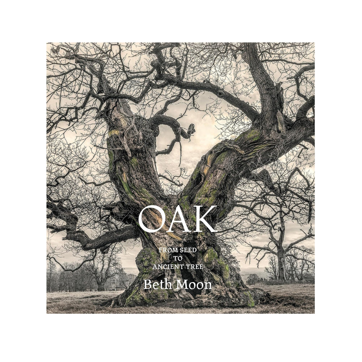 Book cover of 'oak, from seed to ancient tree', a book of photographs and essays about oak trees.