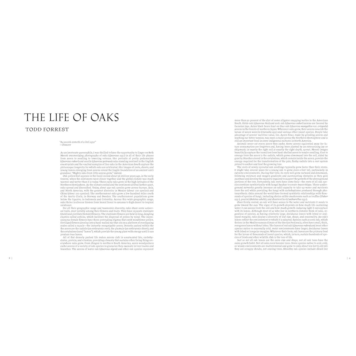 OAK: FROM SEED TO ANCIENT TREE