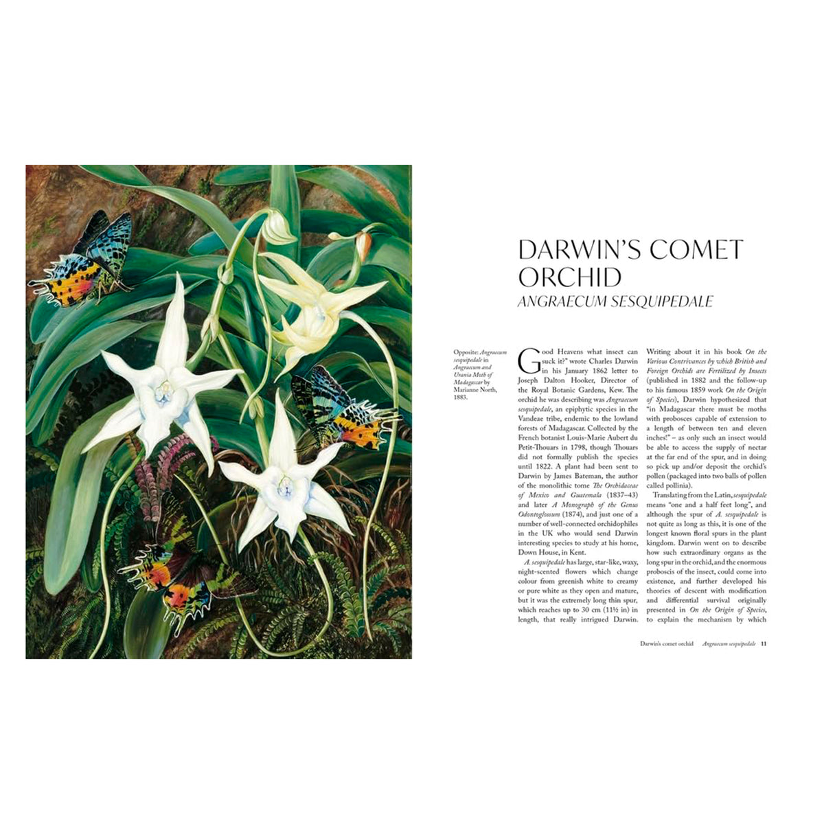 THE ORCHID: A CELEBRATION OF THE WORLD'S MOST CHARISMATIC FLOWER