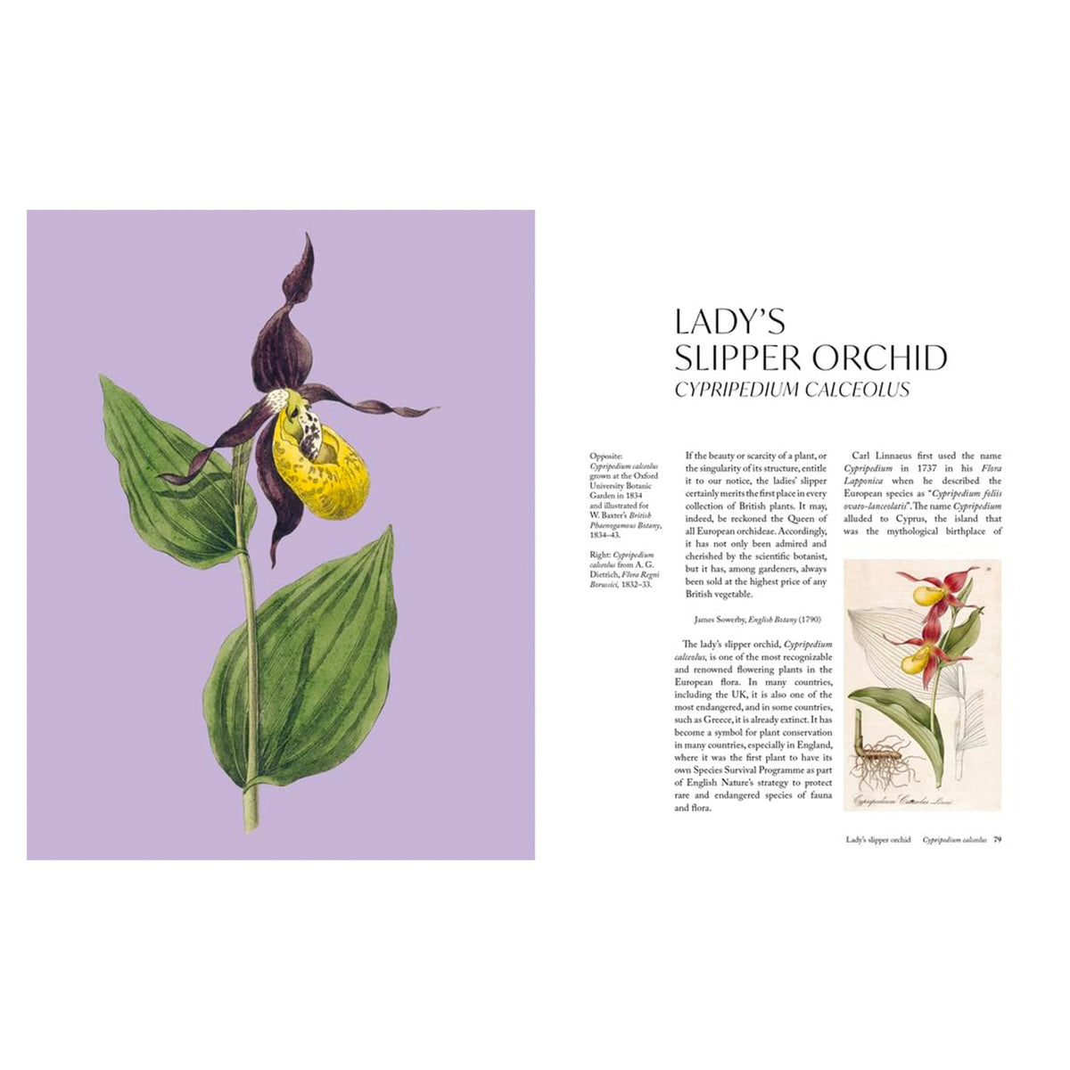 THE ORCHID: A CELEBRATION OF THE WORLD'S MOST CHARISMATIC FLOWER