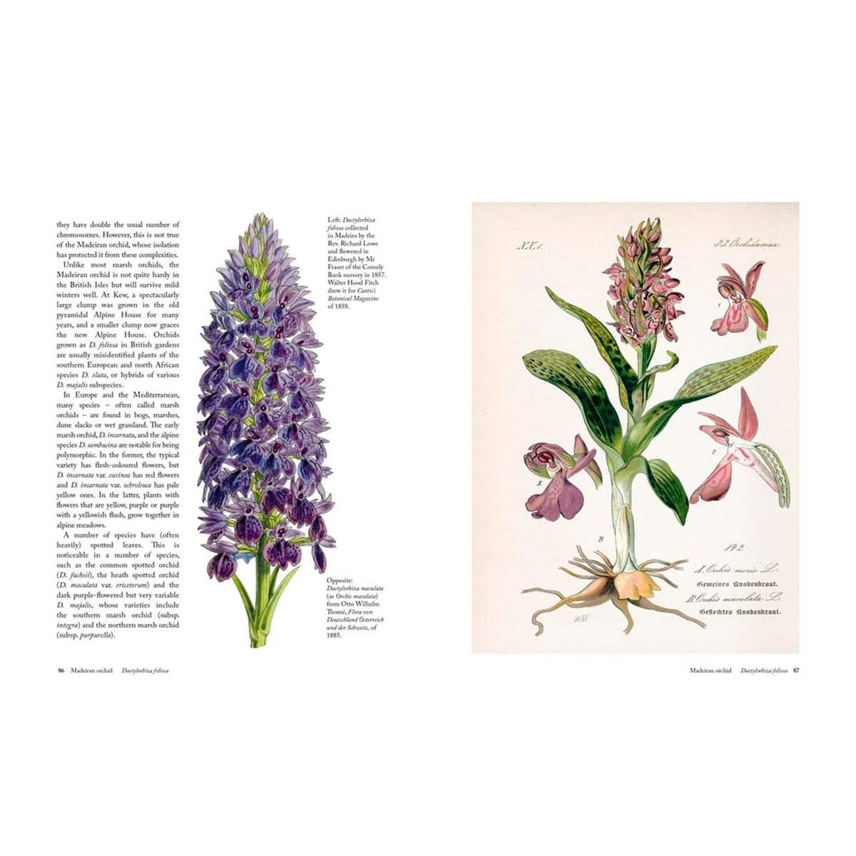 THE ORCHID: A CELEBRATION OF THE WORLD'S MOST CHARISMATIC FLOWER