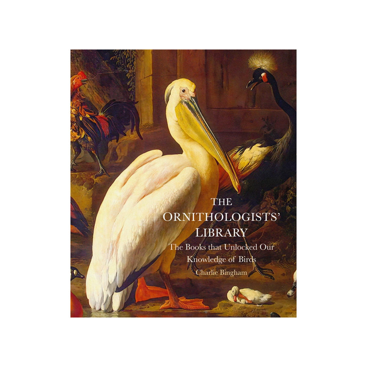 Book cover of 'The Ornithologists' Library' by Charlie Bingham with an antique painting of a large white bird, and a large black bird, on a white background. 