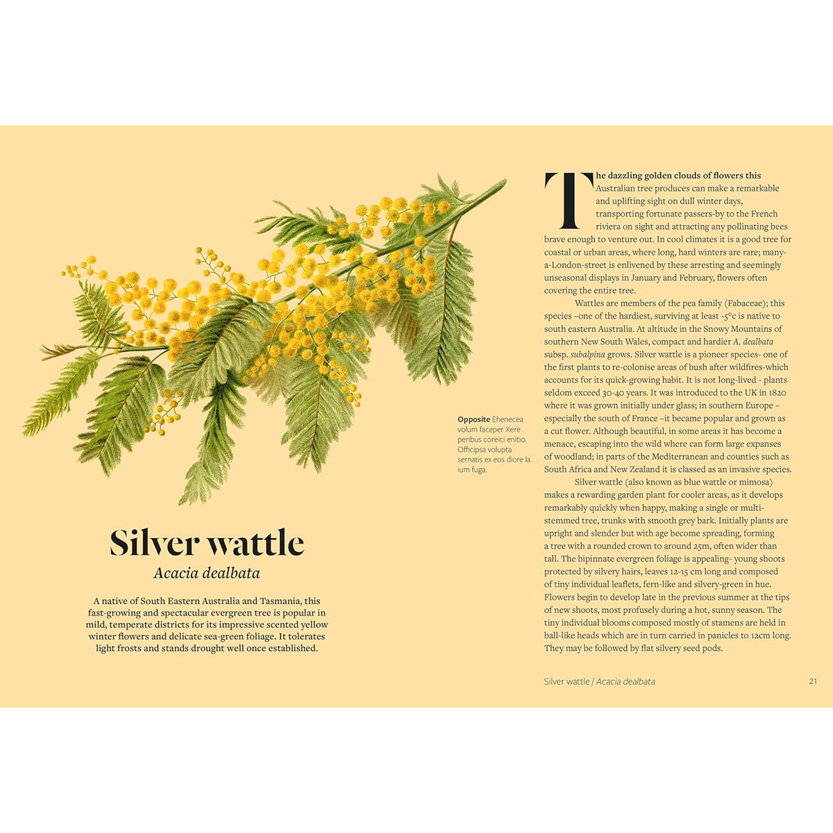 PARCHED: 50 PLANTS THAT THRIVE & SURVIVE IN A DRY GARDEN