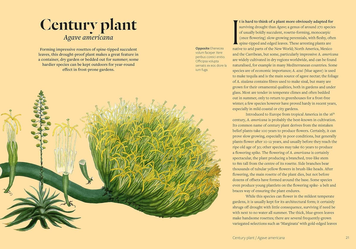 PARCHED: 50 PLANTS THAT THRIVE & SURVIVE IN A DRY GARDEN