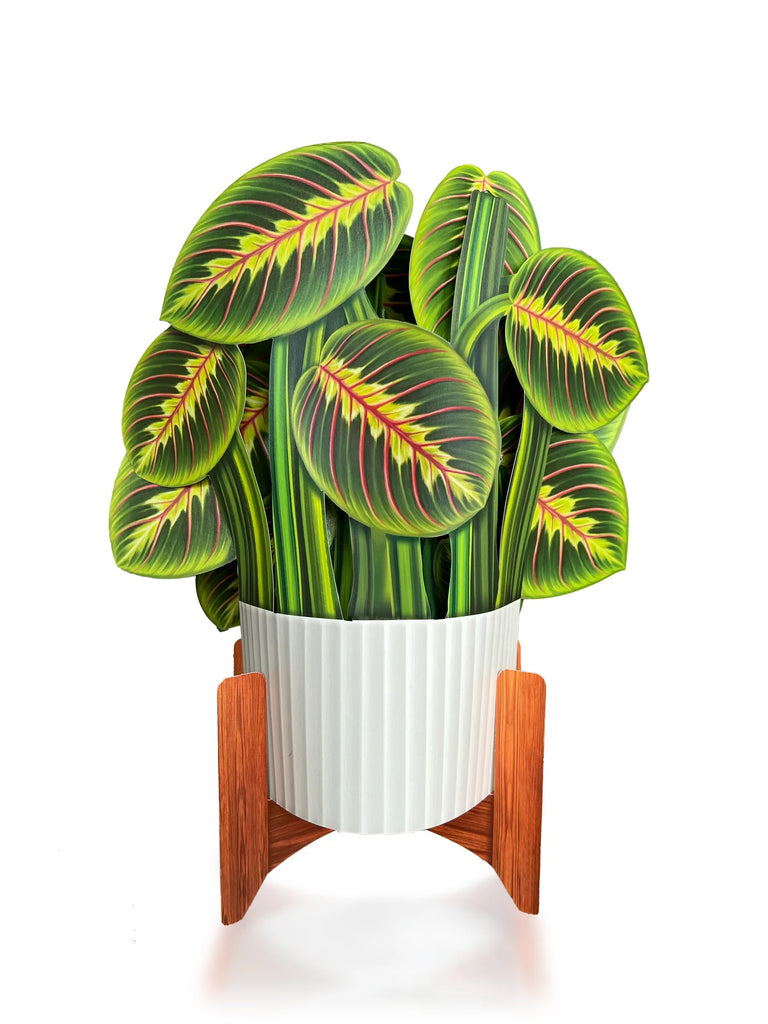 This pop-up paper greeting will stay perpetually pretty and requires no green thumb! A member of the Maranta genus, it coined its name as “Prayer Plant" because at night its leaves fold up towards the sky, symbolic of hands in prayer. Includes: plant, paper base, blank note card and mailing envelope. 11"x 9". 