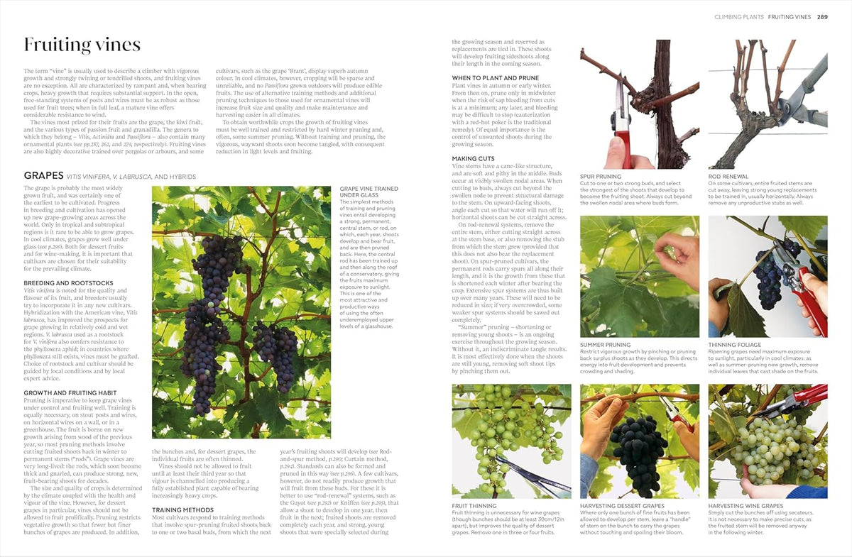 PRUNING AND TRAINING: WHAT, WHEN, AND HOW TO PRUNE