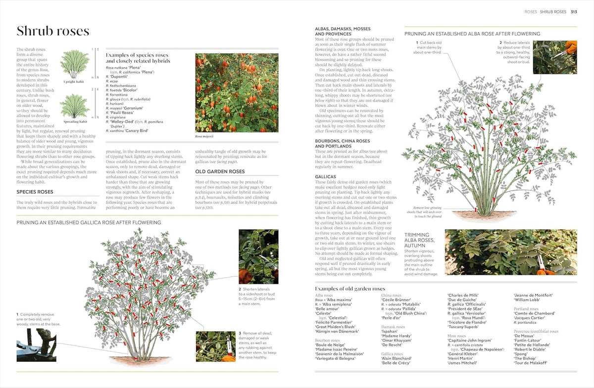 PRUNING AND TRAINING: WHAT, WHEN, AND HOW TO PRUNE