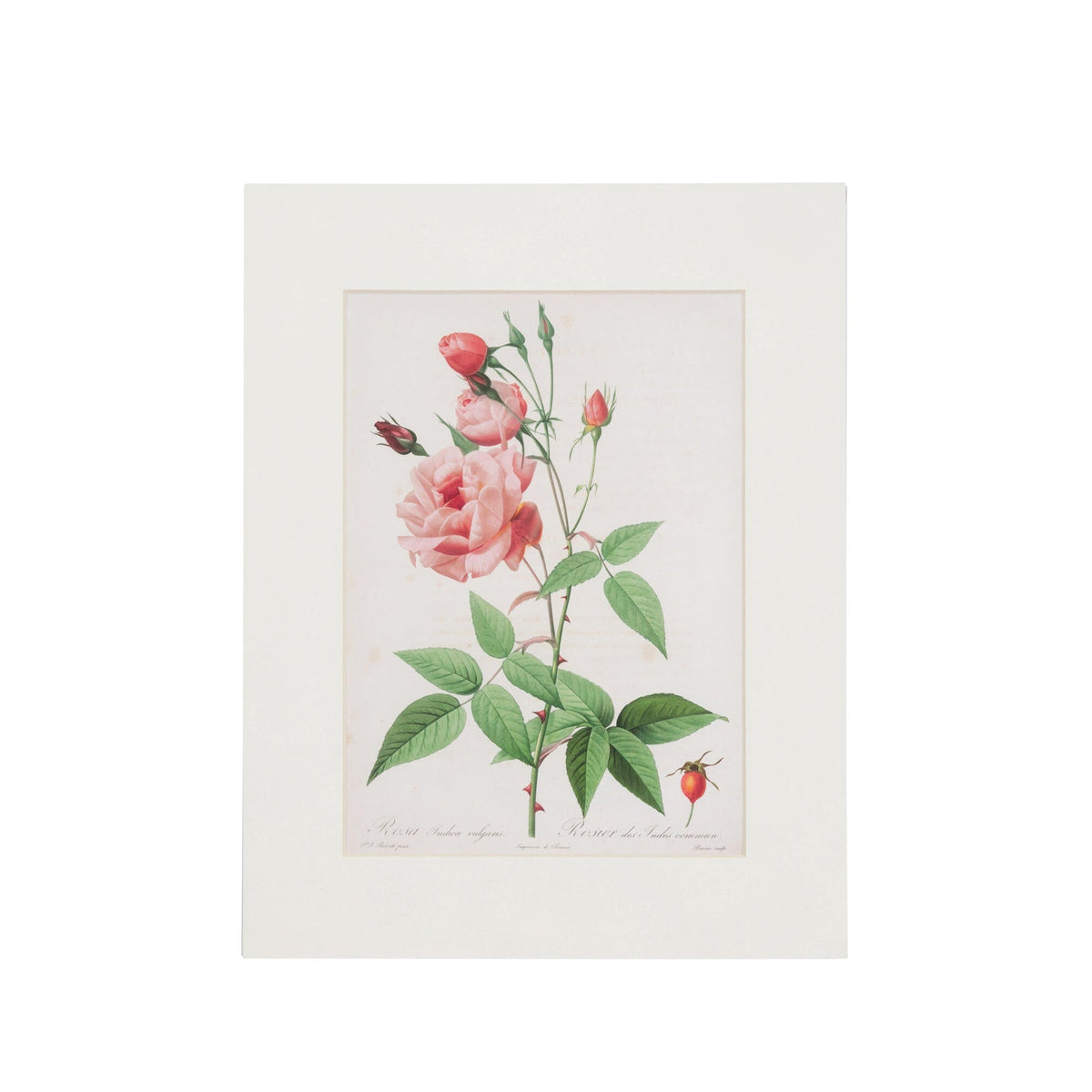 Framed botanical illustration of pink roses and green leaves on a white background