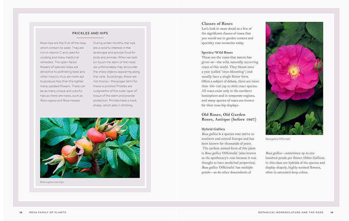 ROSA: THE STORY OF THE ROSE