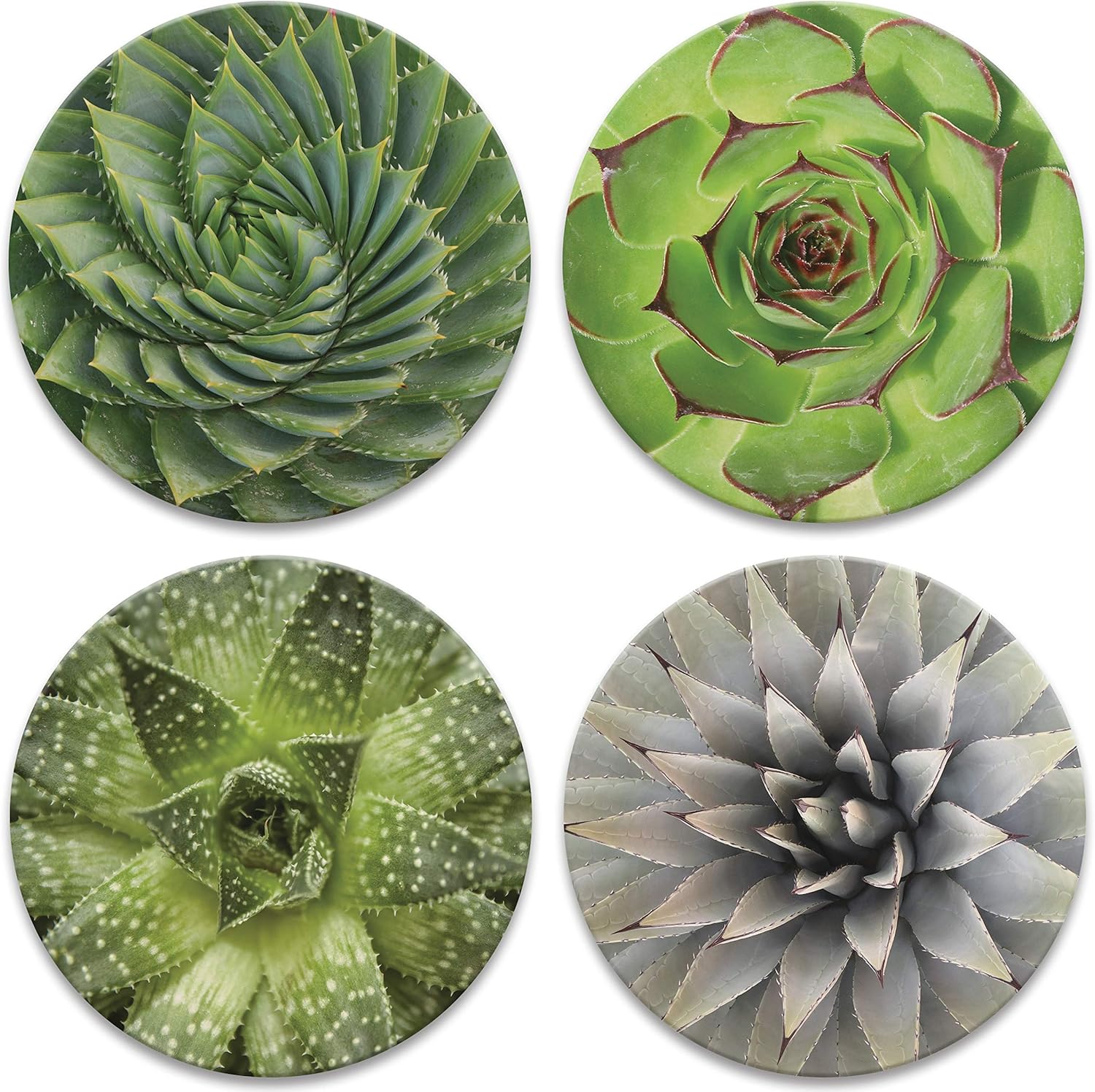 Four circular drinks coasters with images of succulents with different patterns on a white background