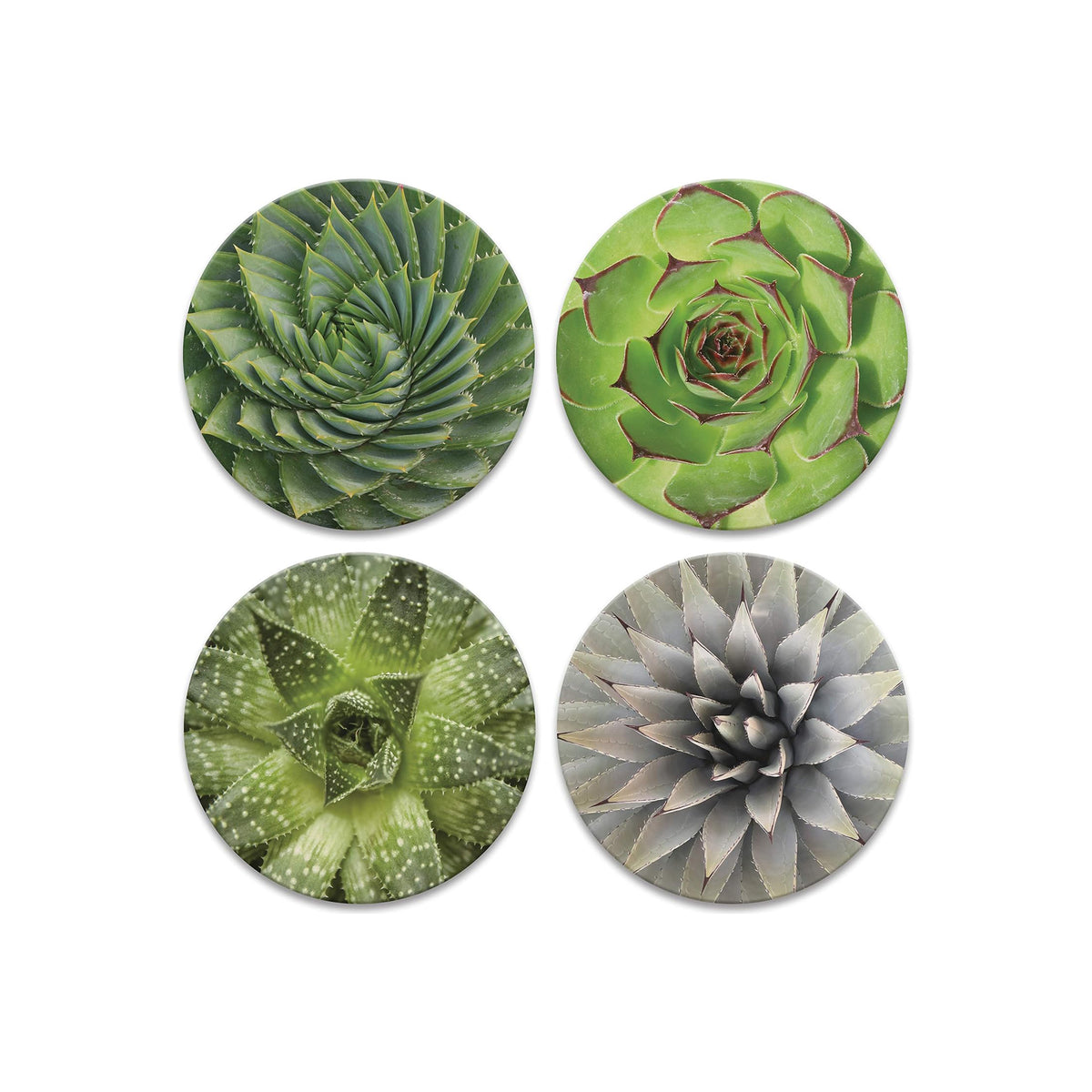 BLOOMING SUCCULENT COASTER SET