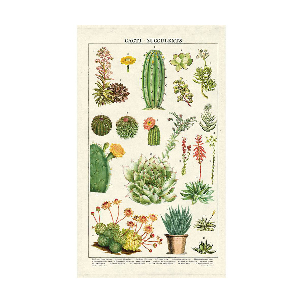 Tea towel with vintage style botanical cactus and succulent images on a white background. 