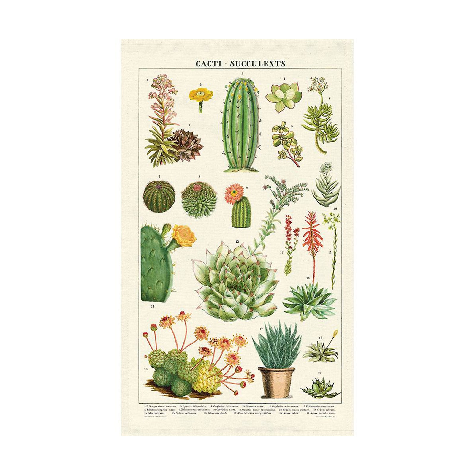 Tea towel with vintage style botanical cactus and succulent images on a white background. 