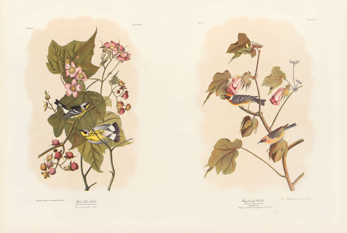 THE BIRDS OF AMERICA: THE BIEN CHROMOLITHOGRAPHIC EDITION