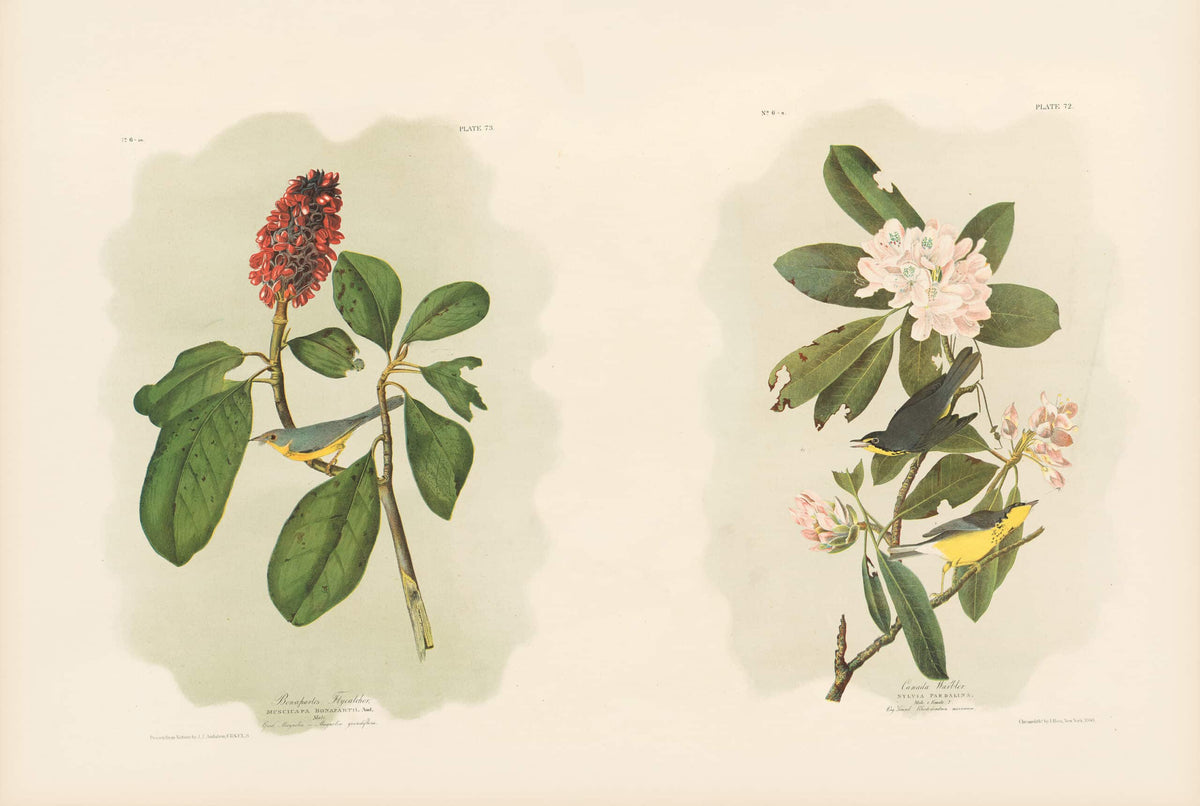 THE BIRDS OF AMERICA: THE BIEN CHROMOLITHOGRAPHIC EDITION