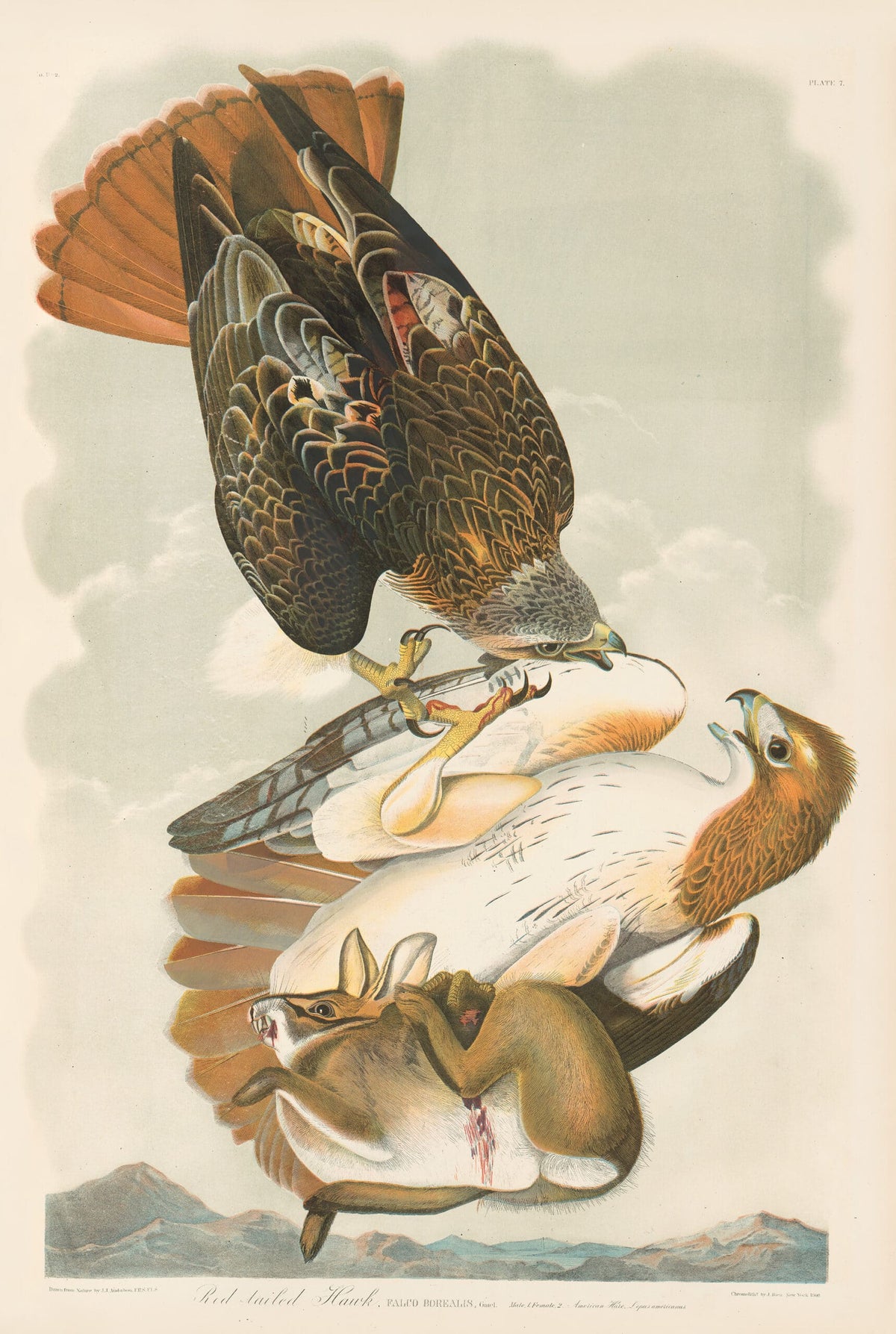 THE BIRDS OF AMERICA: THE BIEN CHROMOLITHOGRAPHIC EDITION