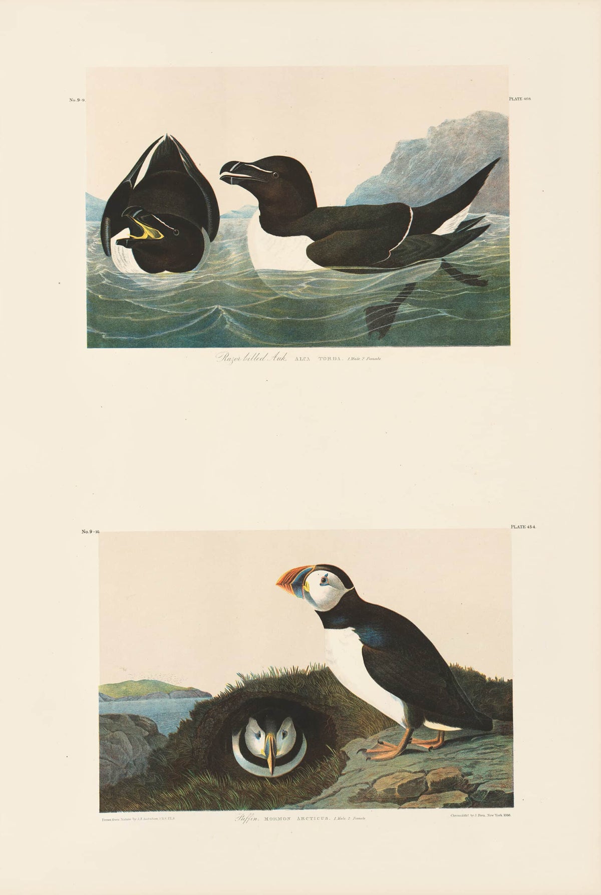 THE BIRDS OF AMERICA: THE BIEN CHROMOLITHOGRAPHIC EDITION