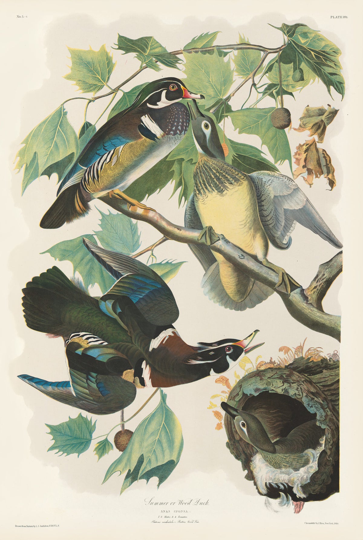 THE BIRDS OF AMERICA: THE BIEN CHROMOLITHOGRAPHIC EDITION